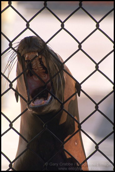 Sea Lion in Cage