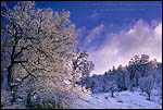 Picture: Rare low-altitude snow fall on oak trees in the hills above Livermore, Alameda County, California