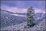 Picture: Rare low-altitude snow fall in the hills above Livermore, Alameda County, California