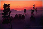 Picture: Trees and fog at sunset in the Berkeley Hills, California