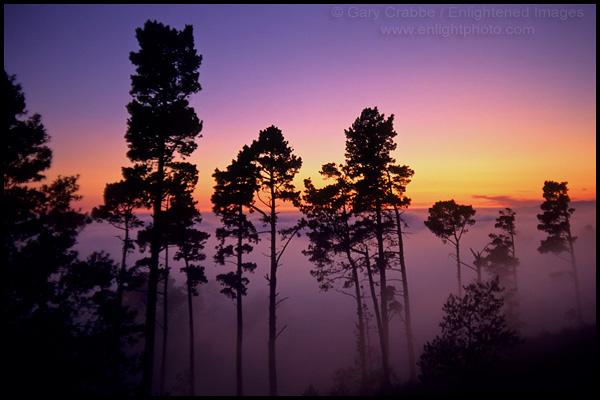 Trees & fog at sunset, Berkeley Hills, California