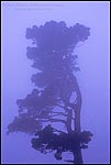 Photo: Monterey Pine tree Pinus Radiata in evening fog, Tilden Regional Park, Berkeley Hills, California