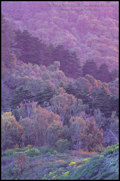 Picture: Last light on trees in the Berkeley Hills, California