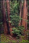 Picture: Redwood trees in forest after a rain storm, Redwood Regional Park, Oakland Hills, California