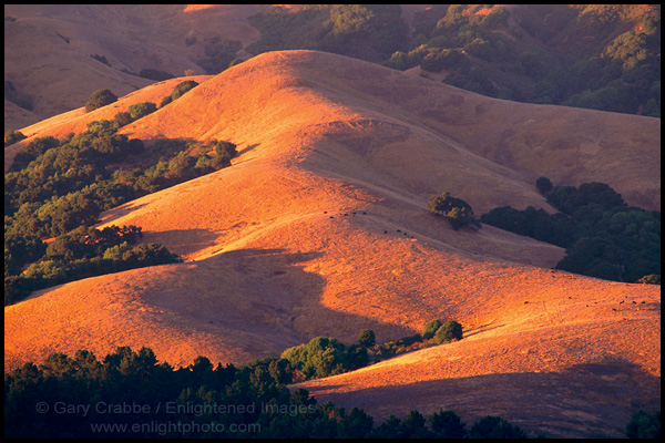 Picture: Golden hills at trees at sunset, San Pablo Reservoir, near Orinda, California