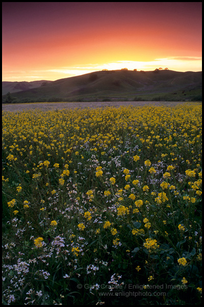 Picture: Sunset over field of wild mustard and wildflowers, Alhambra Valley, Contra Costa County, California