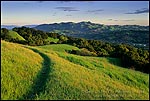 Picture: Hiking trail through green grass hills and oak trees in spring, Lafayette Ridge, Lafayette, California