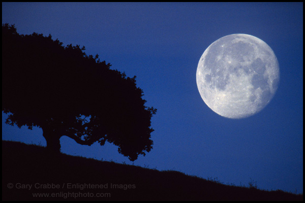 Picture: Nearly full moon setting in pre-dawn light next to oak tree, Alhambra Valley, Contra Costa County, California