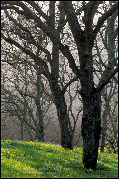Picture: Barren Oak Trees in Winter, Briones Regional Park, Contra Costa County, California