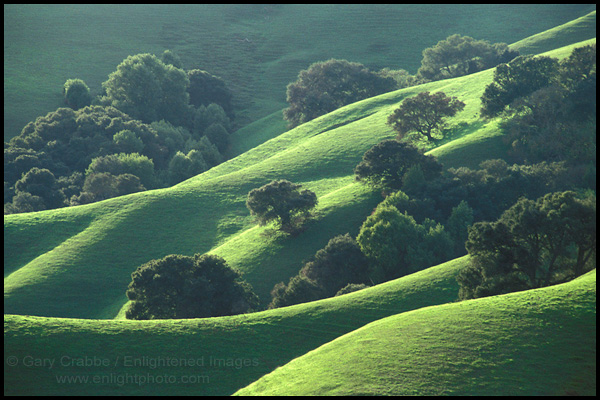 Picture: Rolling Green Hills and Oak Trees in Spring, Briones Regional Park, Contra Costa County, California