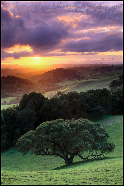 Photo: Sunset over rolling green hills and oak tree in Spring, Briones Regional Park, Contra Costa County, California