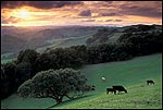 Picture: Cows grazing in green grass field and hills at sunset, Briones Regional Park, California