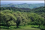 Picture: Oak Trees and Green Hills in Spring, Morgan Territory Regional Preserve, Contra Costa County, California 