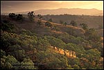 Photo: Golden sunset light on oak trees and hills, Mount Diablo State Park, Contra Costa County, California
