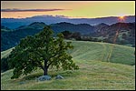 Picture:  Oak tree and rolling green hills at sunset, Mount Diablo State Park, California