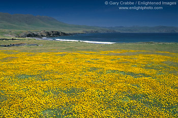 Photo Field of yellow wildflowers in spring Santa Cruz Island