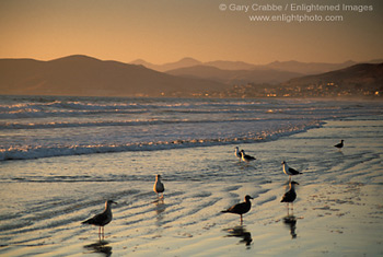 Shorebirds on sand beach at sunset, Morro Strand State Beach, near Morro Bay, Central Coast, California; Stock Photo photography picture image photograph fine art decor print wall mural gallery