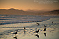 Shorebirds on sand beach at sunset, Morro Strand State Beach, near Morro Bay, Central Coast, California