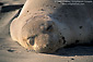 Female elephant seal resting on sand beach at Piedras Blancas, near San Simeon, Central Coast, California