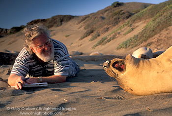 Picture Naturalist with elephant seal, near San Simeon, California