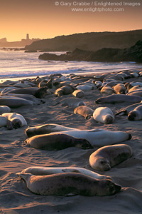 Elephant seals on sandy beach at sunset, Piedras Blancas, near San Simeon, California; Stock Photo photography picture image photograph fine art decor print wall mural gallery