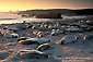 Colony of Elephant seals on sandy beach at sunset, Piedras Blancas, Central Coast, California