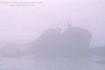 Stock Photo image Pelicans in fog on the Central California Coast near San Simeon