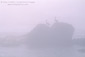 Pelicans on rock in coastal fog, near San Simeon, Central Coast, California