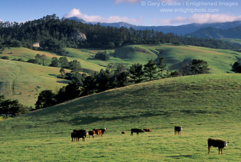 Cows in green grass pature hills in spring, Cambria, Central Coast, California; Stock Photo photography picture image photograph fine art decor print wall mural gallery