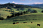 Cows in green grass pature hills in spring, Cambria, Central Coast, California