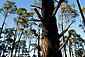 Monterey Pine Tree (Pinus Radiata) forest, Cambria, Central Coast, California