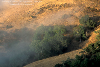 Sunrise light on golden hill, fog, and oak trees in summer, near Cambria, Central Coast, California; Stock Photo photography picture image photograph fine art decor print wall mural gallery