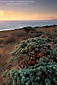 Sunset over Pacific Ocean and coastal flora on bluff at Cambria, Central Coast, California