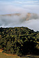 Coastal fog and oak tree covered hills near Cambria, Central Coast, California