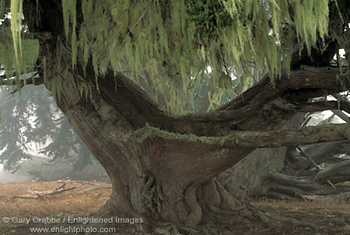 Monterey Cypress (Cupressus Macrocarpa) trunk and moss, Cambria, Central Coast, California; Stock Photo photography picture image photograph fine art decor print wall mural gallery