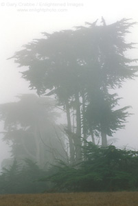 Monterey Pine trees in coastal fog, Cambria, Central Coast, California; Stock Photo photography picture image photograph fine art decor print wall mural gallery