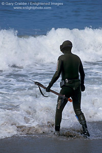 Spear fishing diver in wetsuit enters ocean water waves at Point Dume State Beach near Malibu, Los Angeles County, California