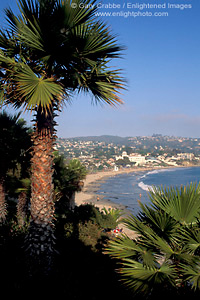 Palm Tree at Heisler Park, overlooking the waterfront town and sandy coast shore of Laguna Beach, California