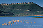 Shorebirds in Batiquitos Lagoon, Carlsbad, San Diego County Coast, California