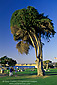 Cypress Tree at Scripps Park, La Jolla, San Diego County Coast, California