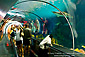 Tourists watching sharks in underwater glass viewing tube at SeaWorld, near San Diego, California