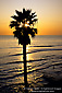 Palm Tree at sunset over the Pacific Ocean from Swami's surfing beach, Encinitas, San Diego County Coast, California