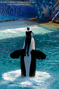 Killer Whale leaping out of water with trainer at performing show in Sea World, near San Diego, California