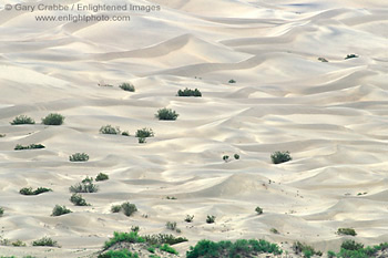 Desert Sand Dunes and plants, near Stovepipe Wells, Death Valley National Park, California; Stock Photo image picture photo Phograph art decor print wall mural gallery