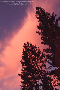 Alpenglow on cloud at sunset over pine trees, Lake Tahoe, California