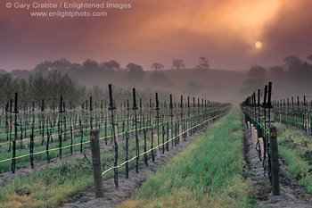 Fog at sunrise near Clautiere Vineyard, Penman Springs Road, Paso Robles San Luis Obispo County, California