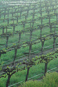 Morning fog over vineyard rows in spring, along Union Road, Paso Robles San Luis Obispo County, California