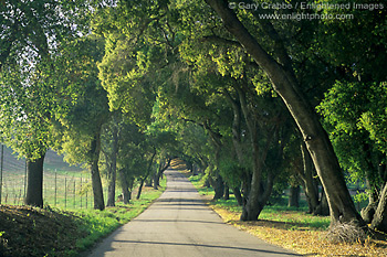 Afternoon light along oak tree shaded rural road, Vineyard Drive, Paso Robles San Luis Obispo County, California