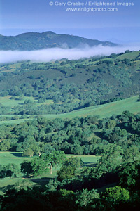 Morning fog over oak trees and valley in spring, Adelaida Road, Paso Robles, San Luis Obispo County, California