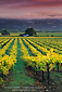 Sunrise over vineyard in autumn, Geyserville, Alexander Valley, Sonoma County, California